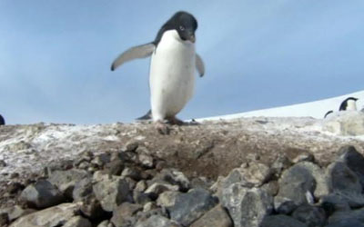 Hırsız Penguene Suçüstü
