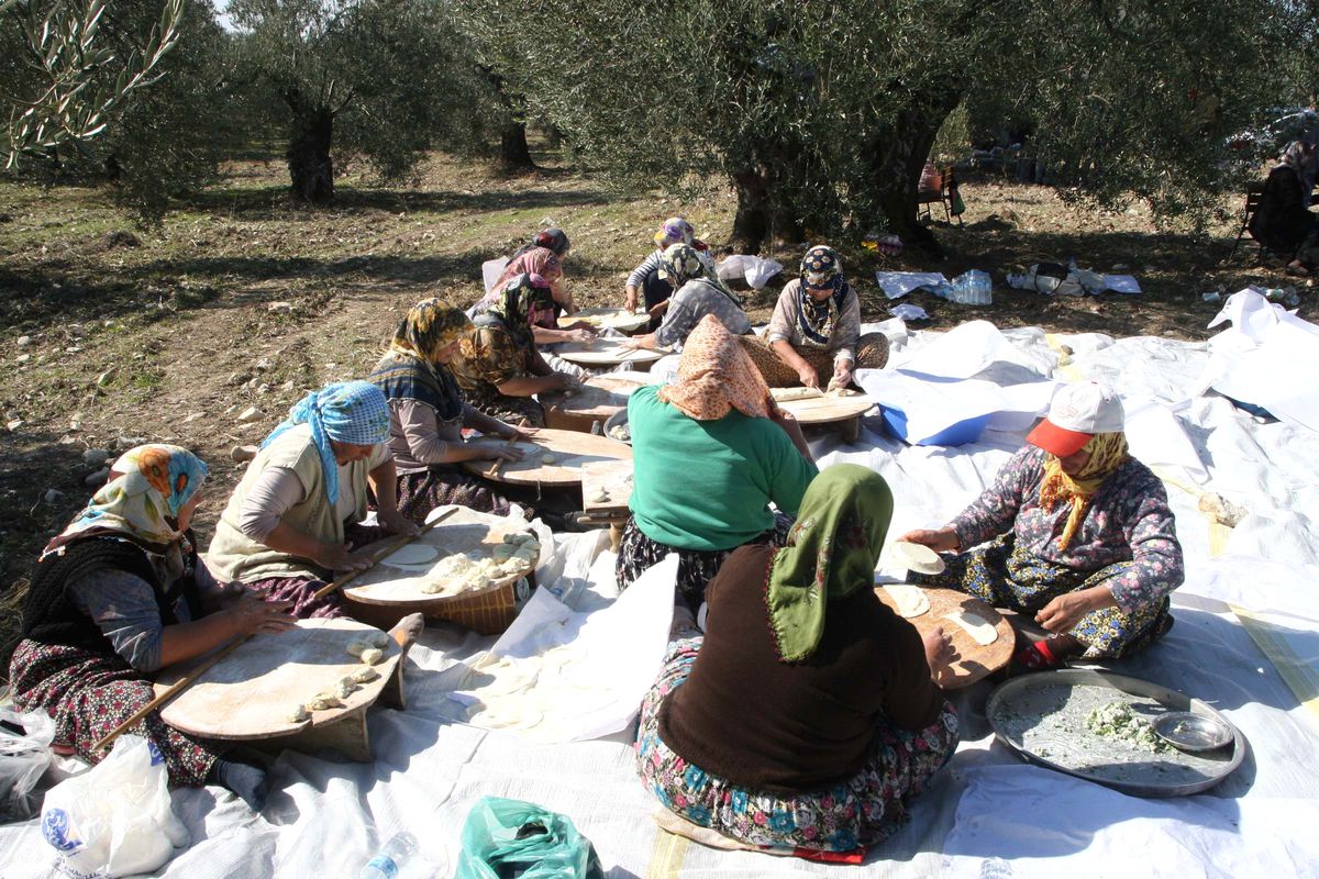 Ayvalık'ta Zeytin Hasadı Başladı