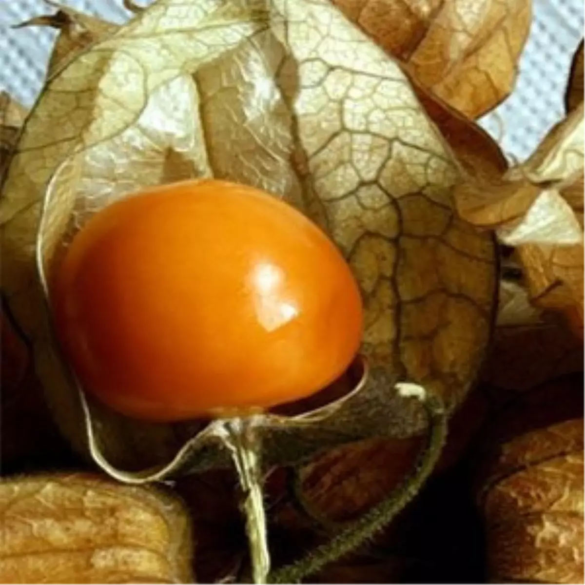 Yabanisi Öldürüyor