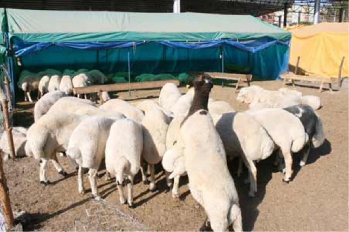 Kurbanlık Fiyatları Belirlendi