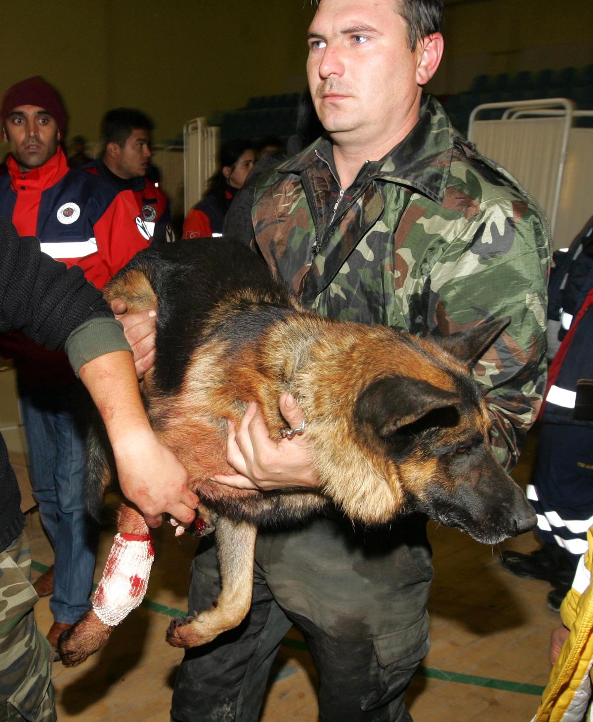 Azeri Ekibin Köpeği 'cip', İmdat Kurtarılırken Yaralandı