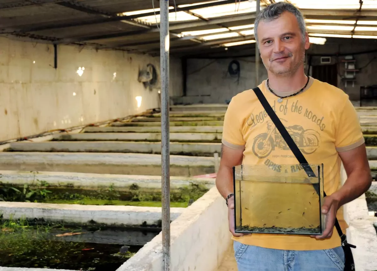 Hobi İçin Aldığı 60 Karides 60 Bin Oldu