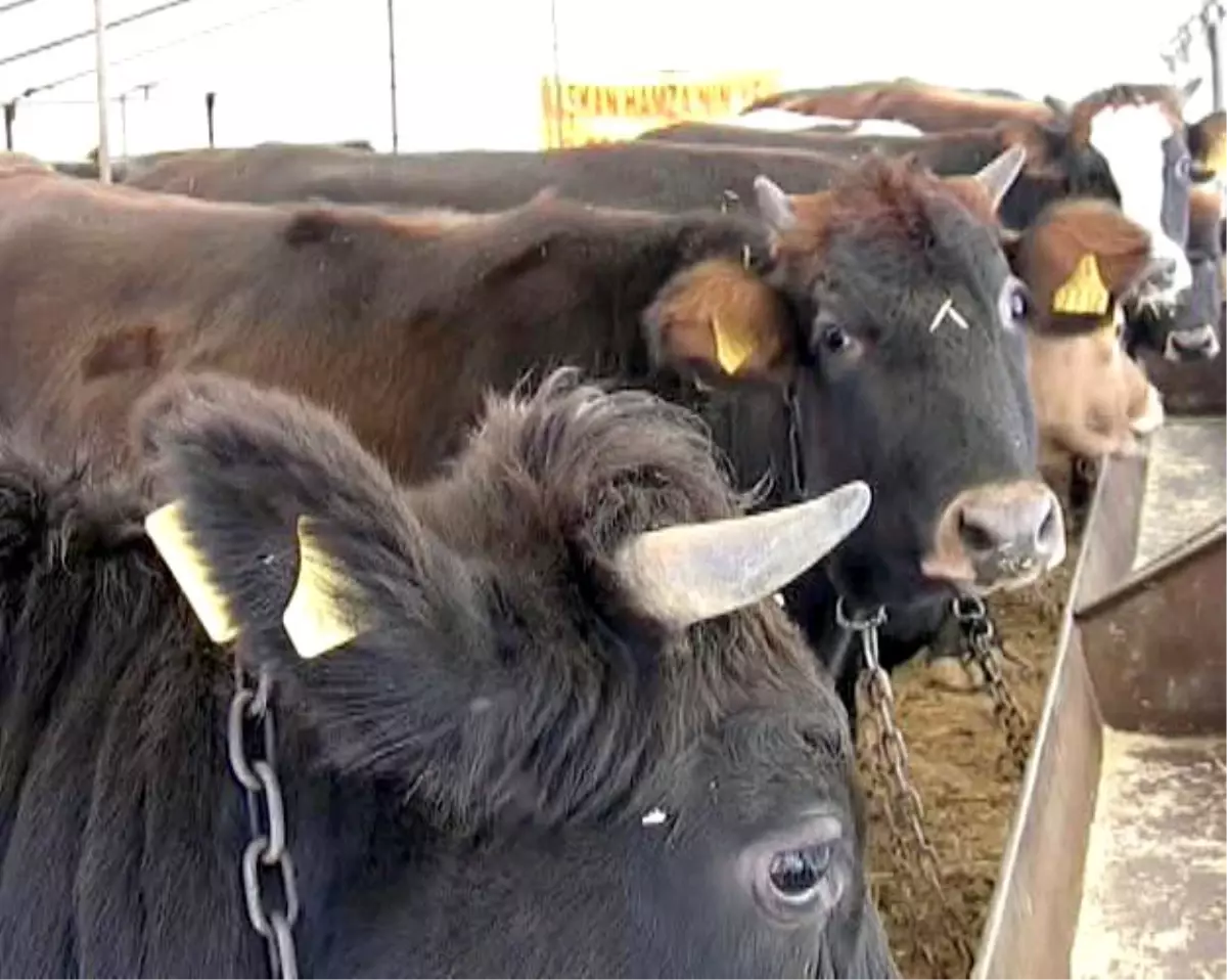 Kurbanlıklara Gebelik Testi