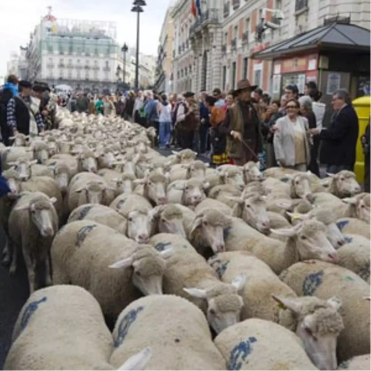 Madrid\'i Çobanlar Bastı