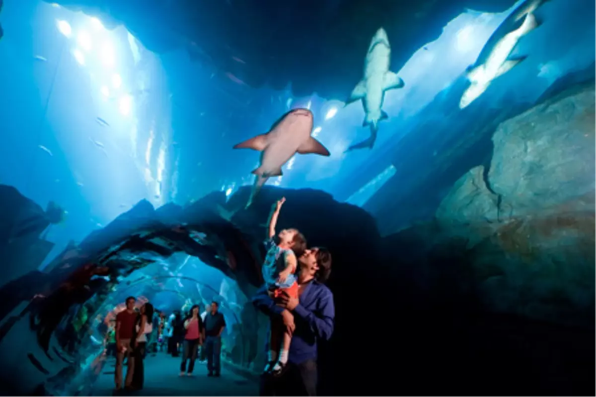 5 Guinness Dünya Rekorunun Sahibi