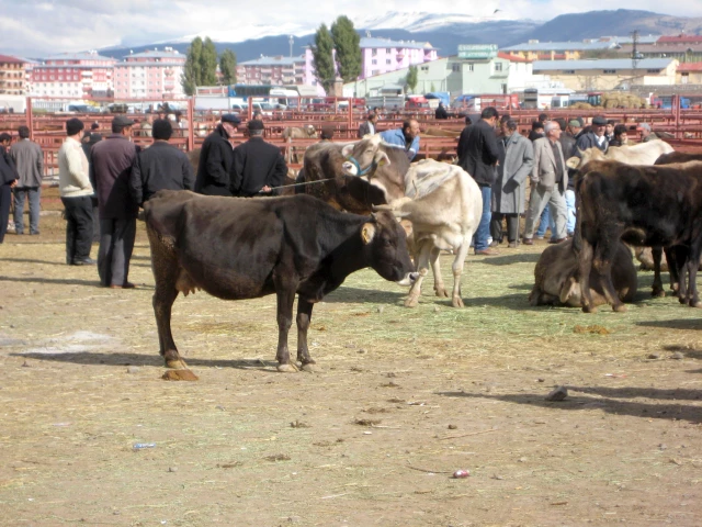 Erzurum’da Kurbanlık Fiyatları Belli Oldu Son Dakika