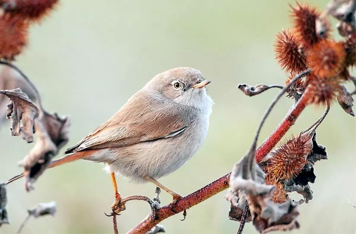 41 Yıl Sonra Zonguldak\'ta Görüntülendi