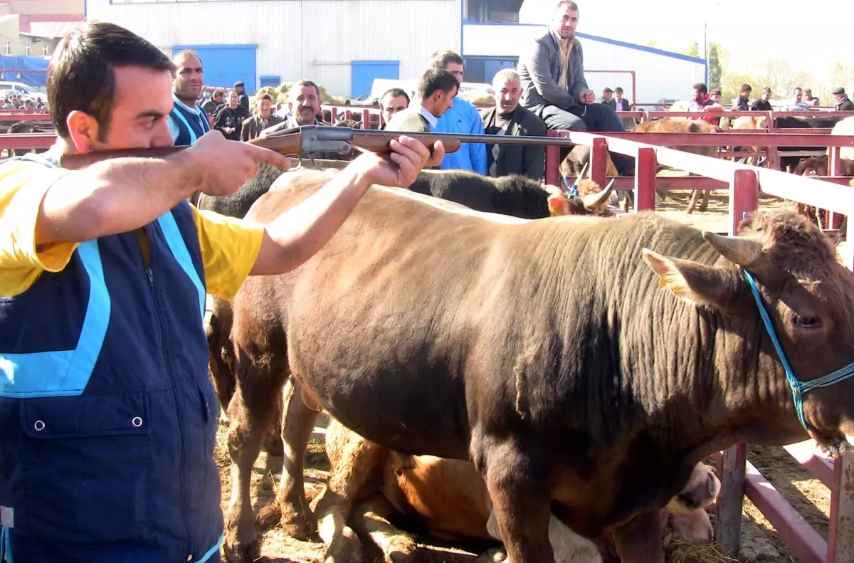 Boğaların Kafasına Çuval Geçirilmesi Yanlış