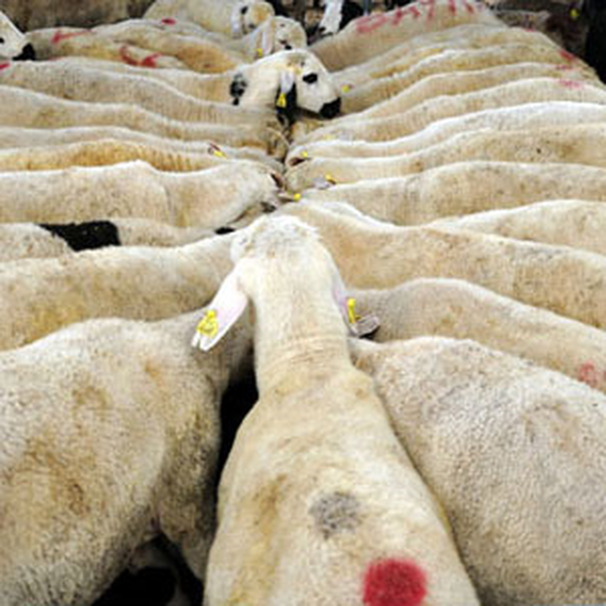 Kurban Keserken Bunlara Dikkat!