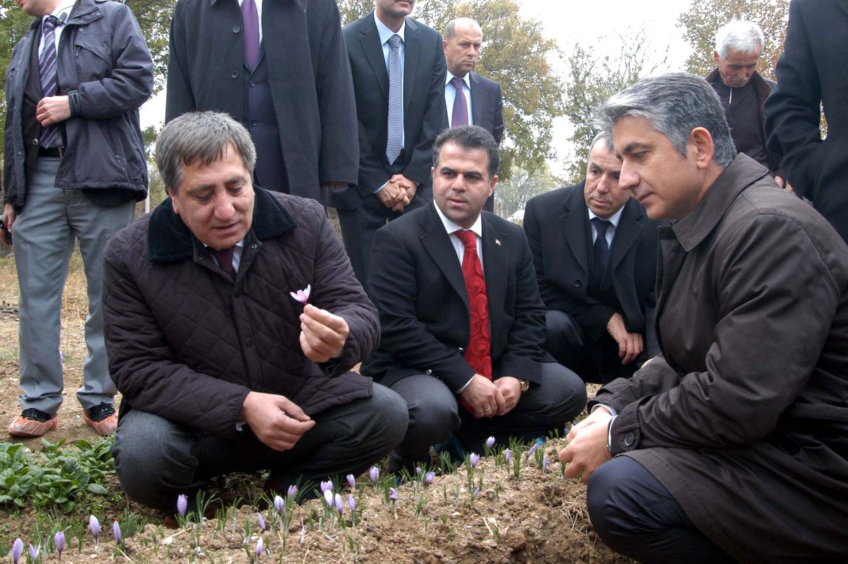 Vali Safran Topladı