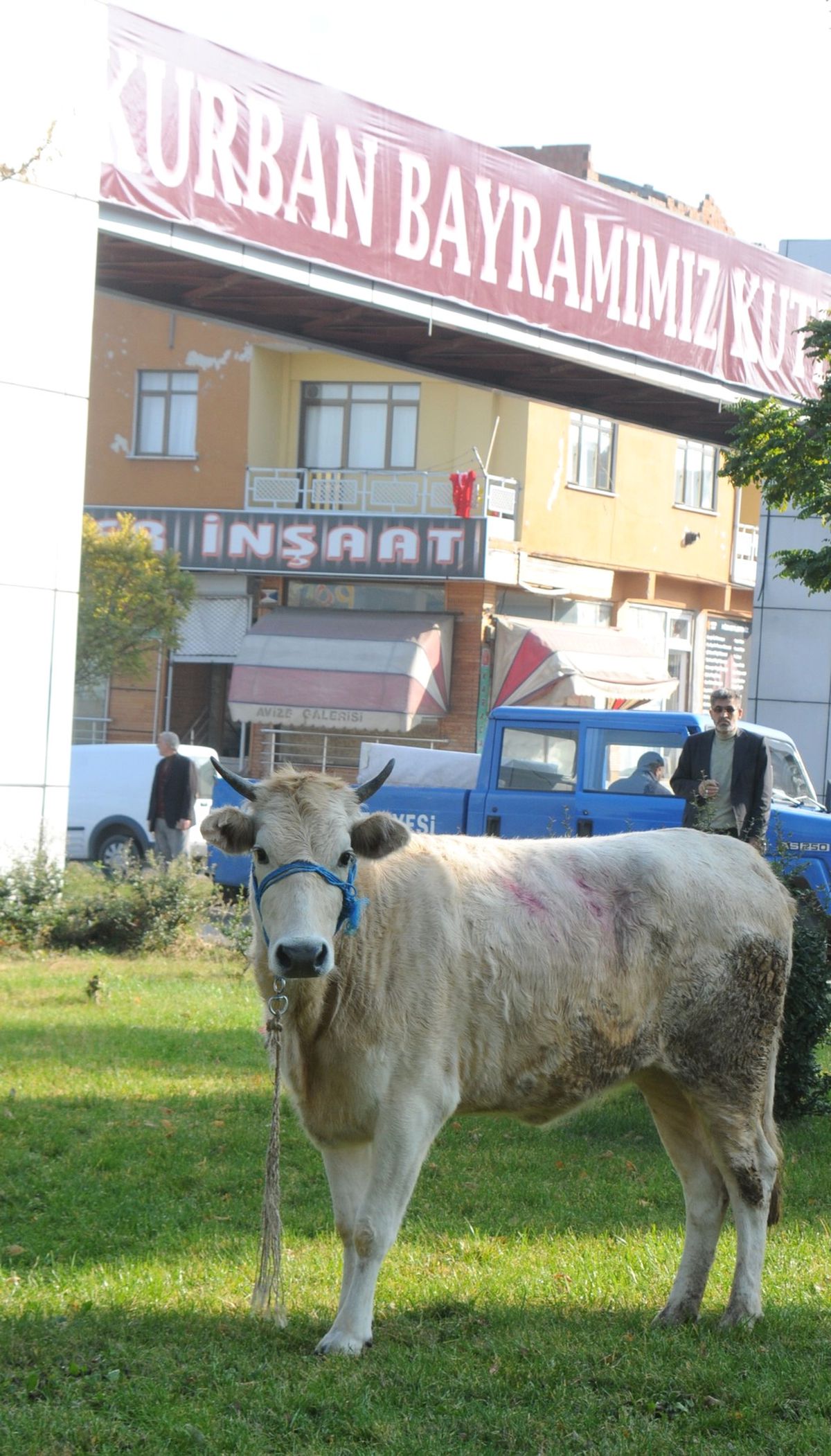 Kaçan Dana Böyle Yakalandı