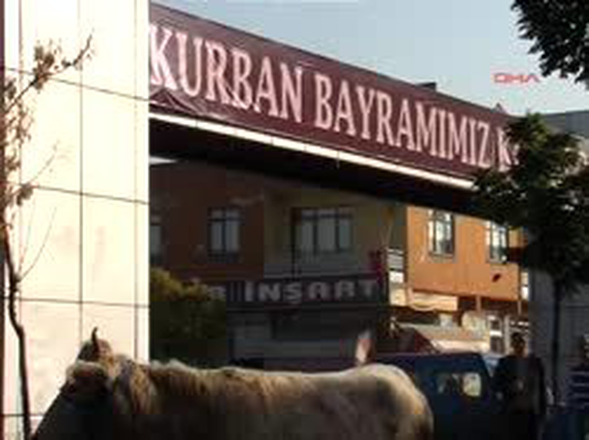 Kaçan Danayı Yakalamak İçin Mahalleli Seferber Oldu