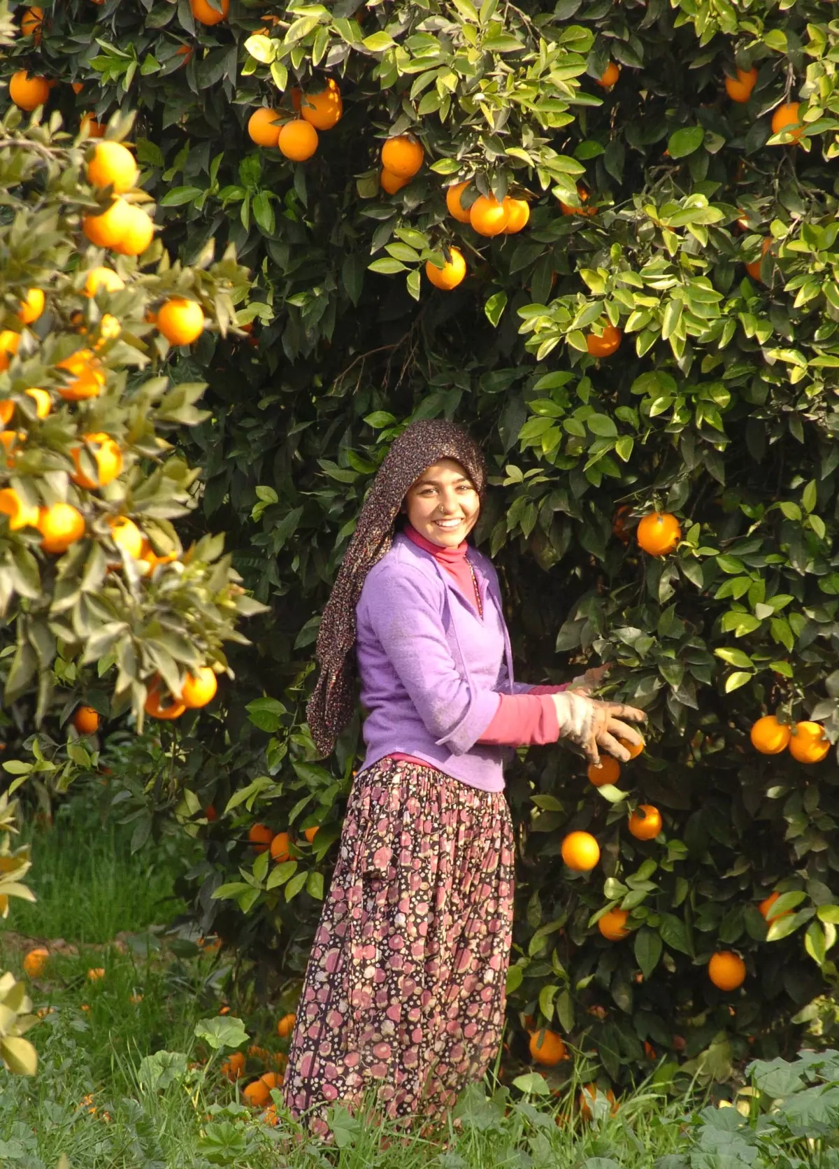 Yeni Cins Narenciye Hasadı 4 Ay Uzattı, Üretici Kazandı