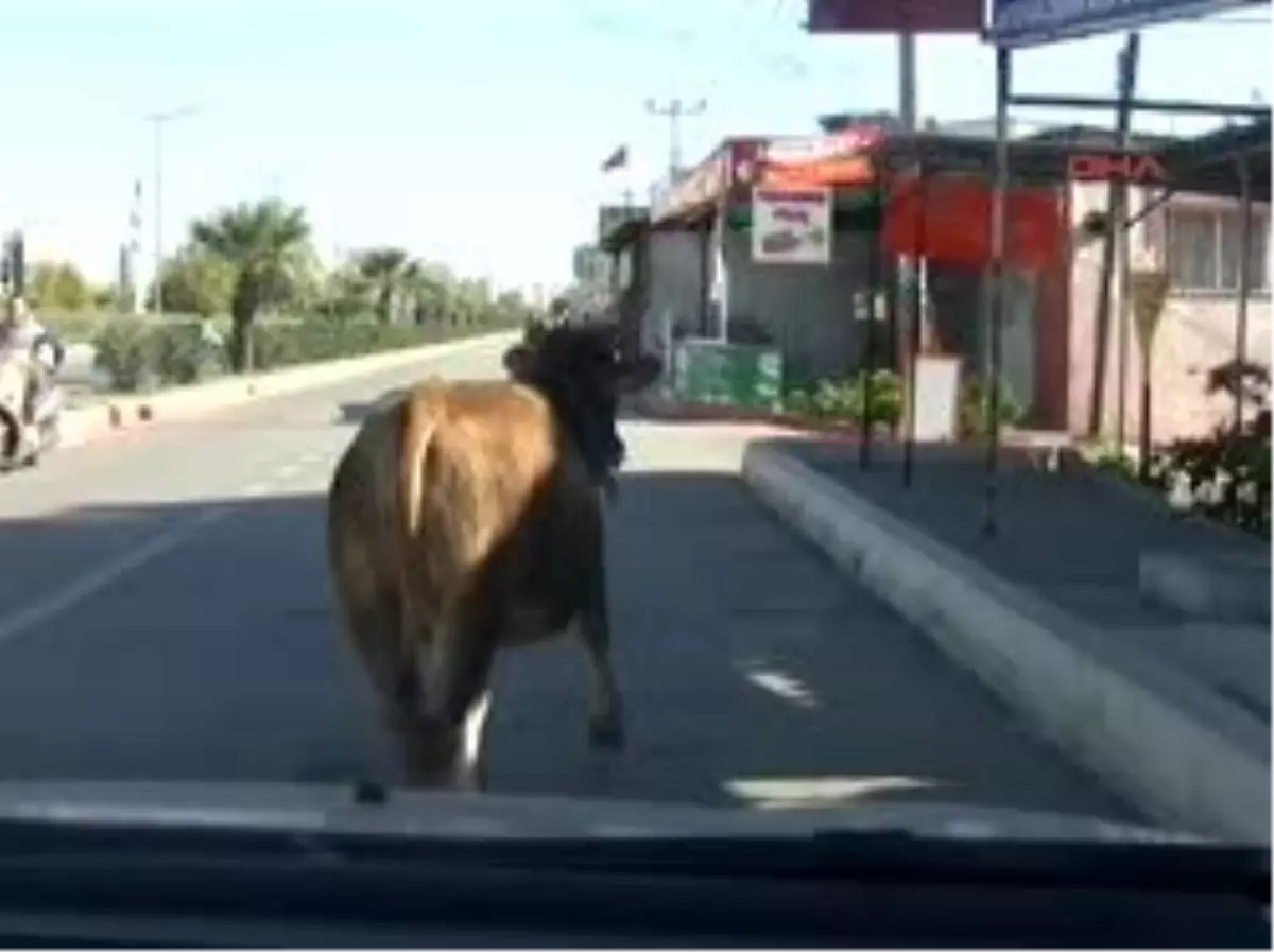 Boğa Kaçtı Veteriner Kovaladı