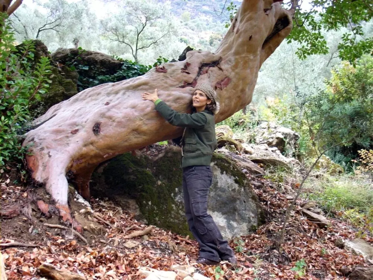 Doğaseverlerden \'sandal Ağacı\'nı Kurtarma Girişimi