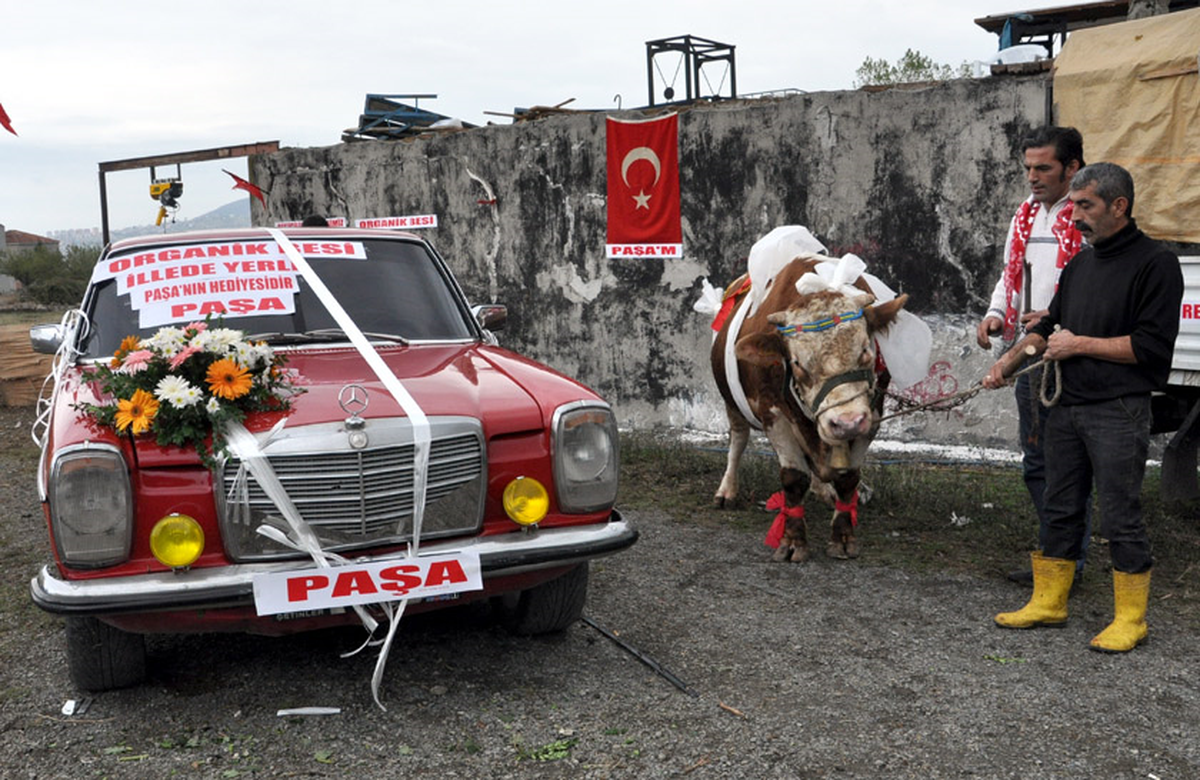 Mercedes Promosyonlu Boğa, 21 Bin Liraya Satıldı