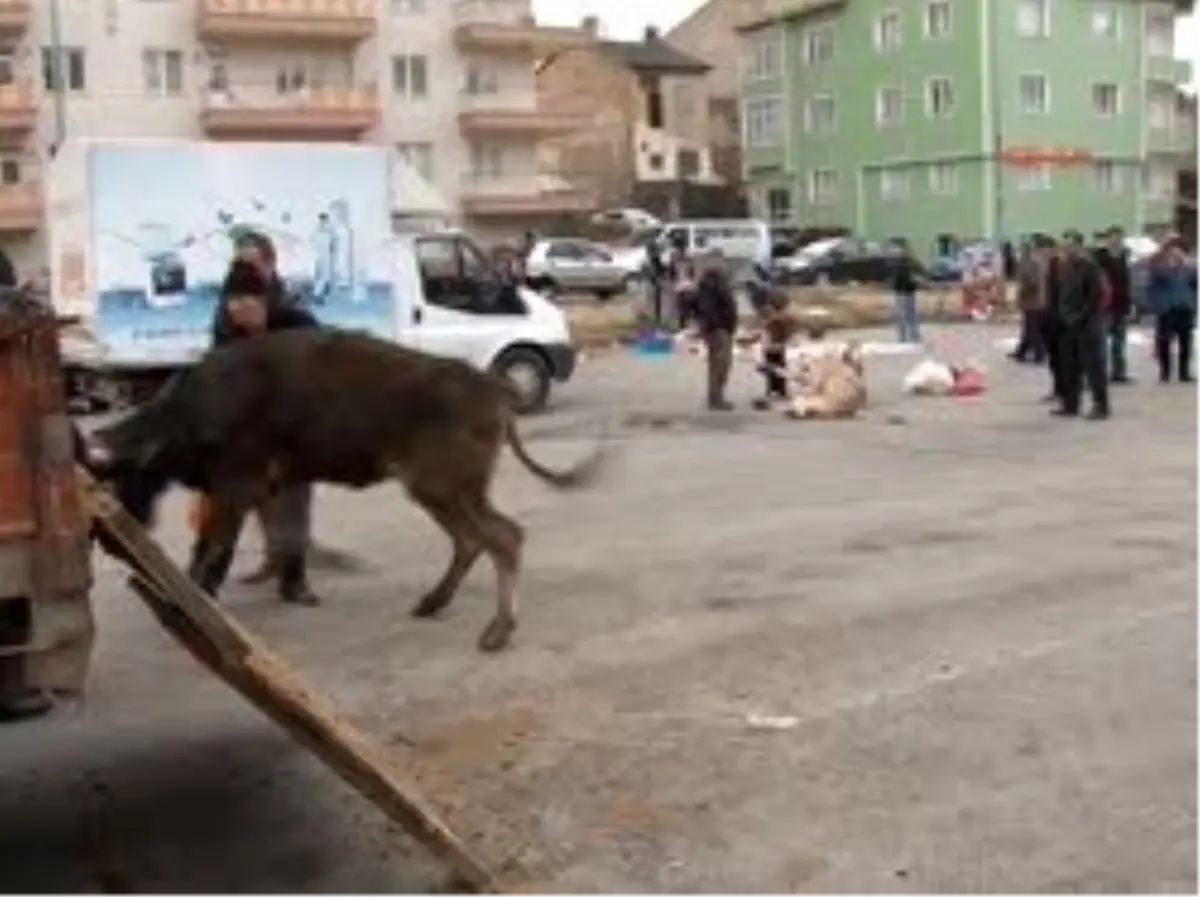 Sivas\'ta Kaçan Kurbanlık Boğa Kenti Ayaklandırdı