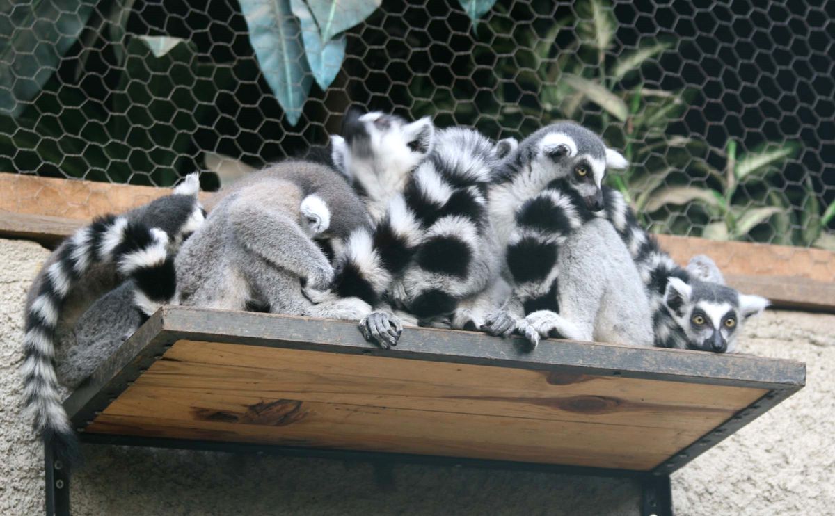 İzmir Doğal Yaşam Parkı\'na Ziyaretçi Akını