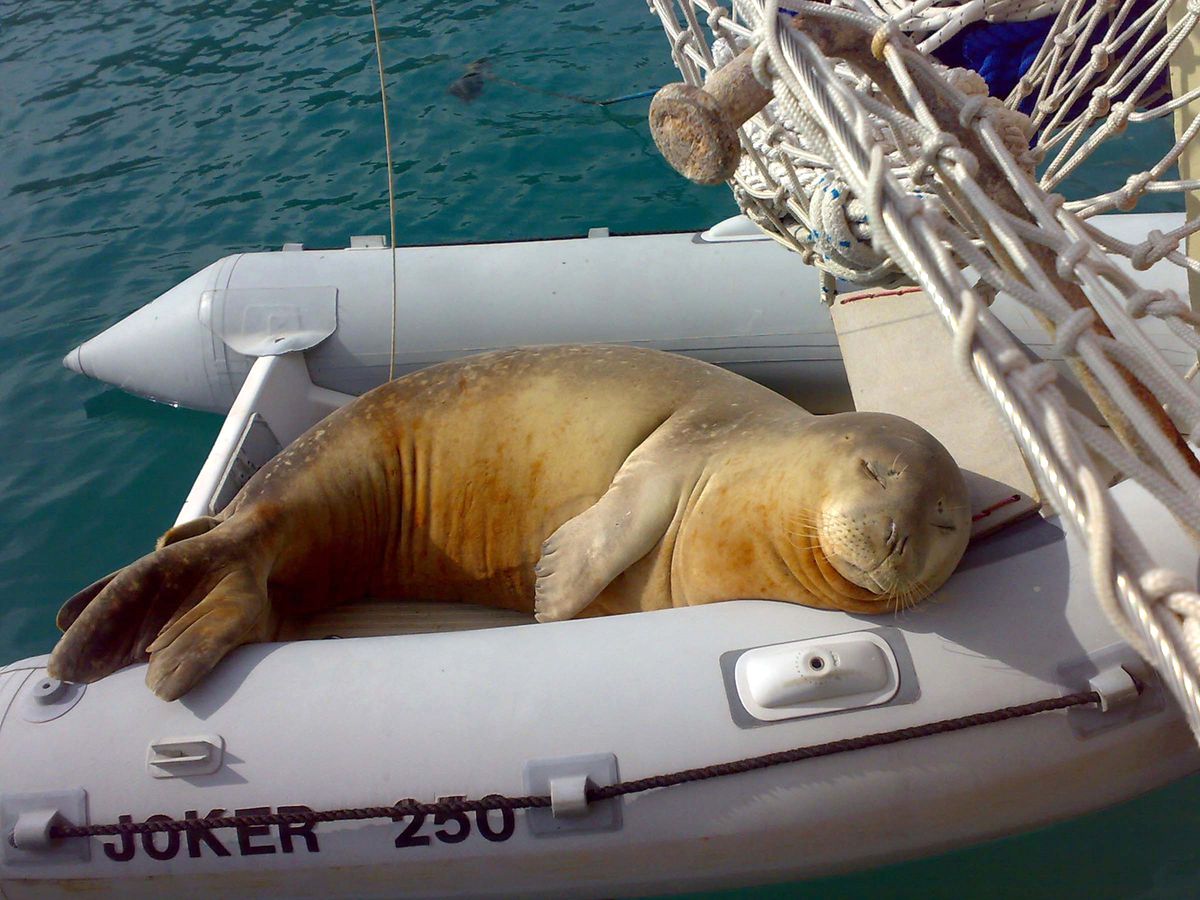 Fok Badem, Palamutbükünü'nü Unutmadı