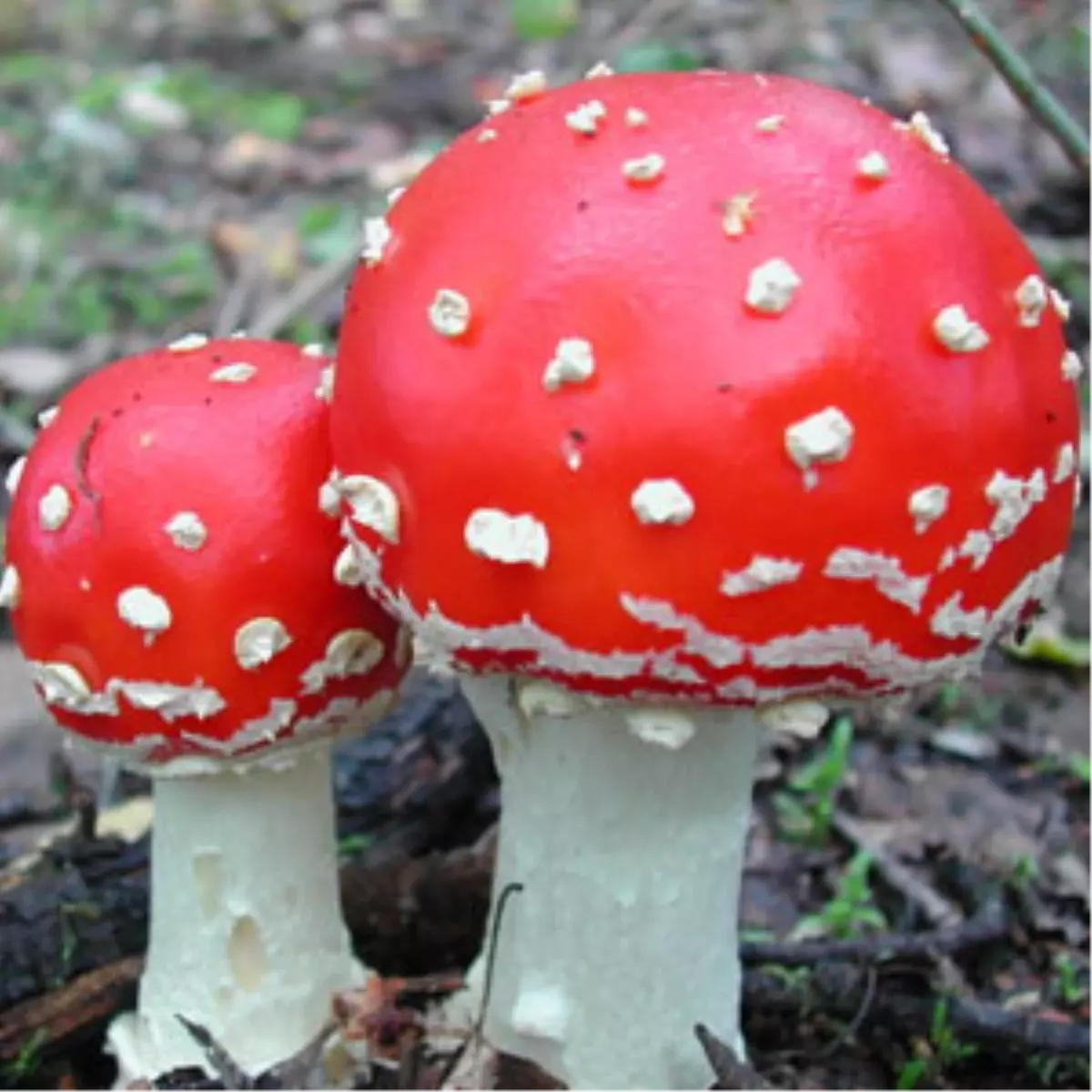 Bodrum\'da Mantar Yiyen 3 Kişi Hastaneye Kaldırıldı