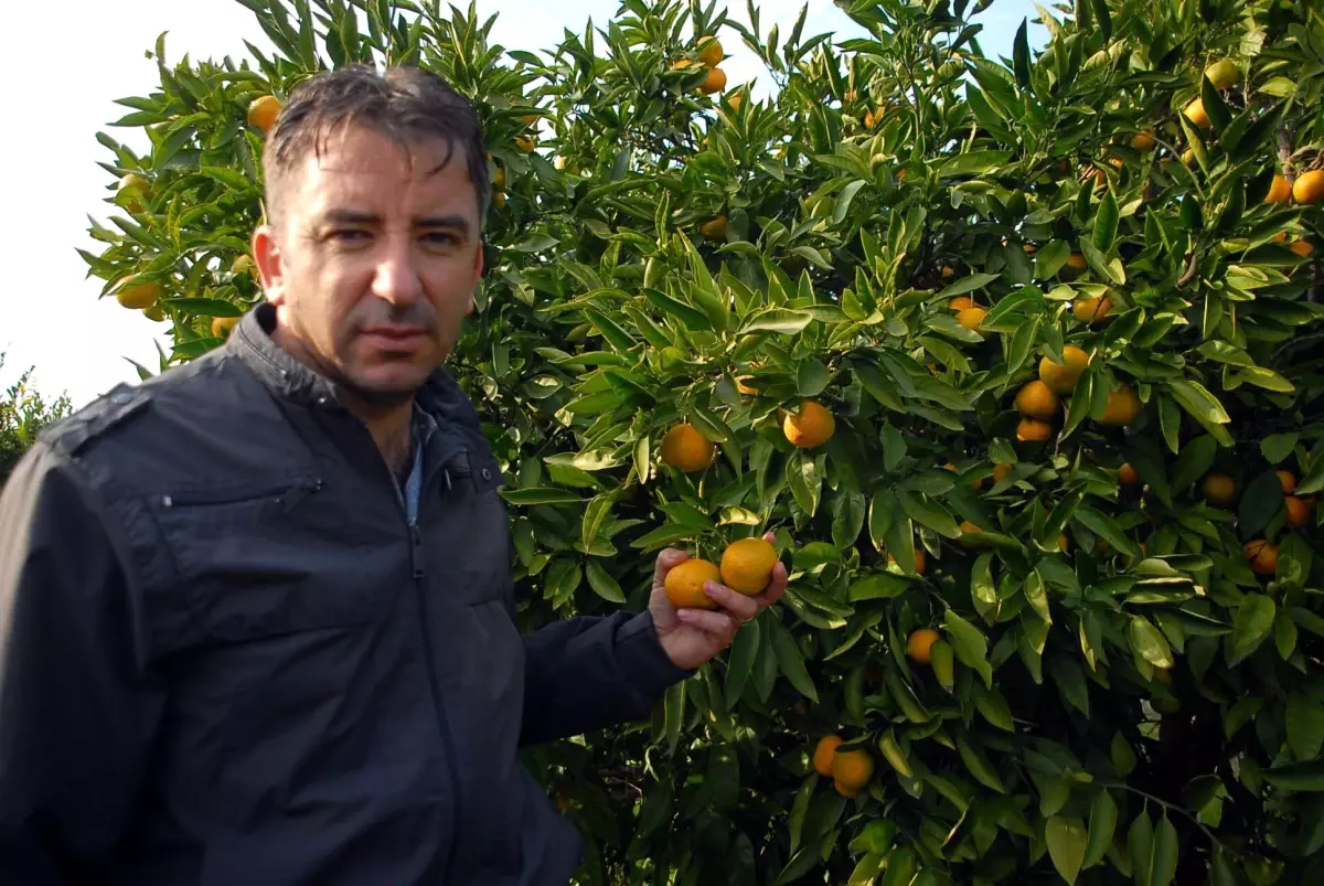 Davutlar Mandalinası Yurtdışına Gönderiliyor