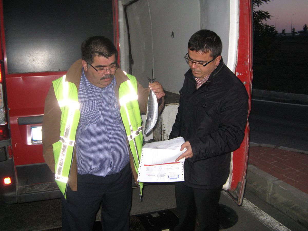 Bursa Balık Halinde 'küçük Lüfer' Operasyonu