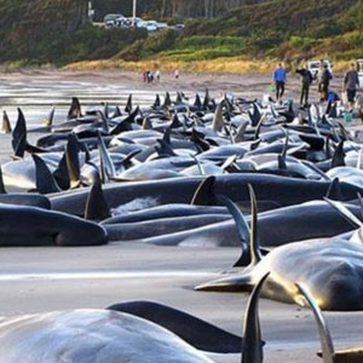 Sahile Vuran 25 Balina Öldü
