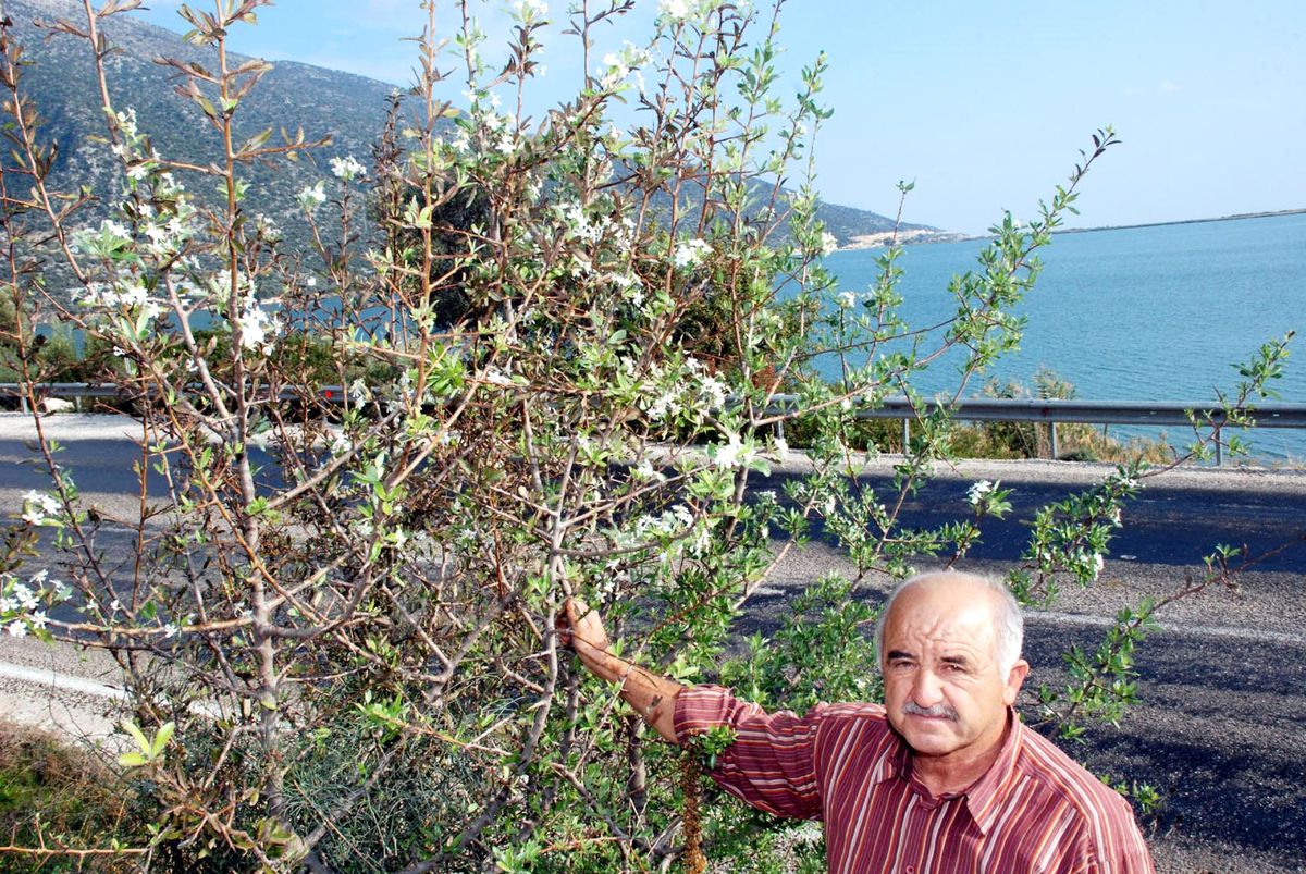 Demre'de Ağaçlar Çiçek Açtı