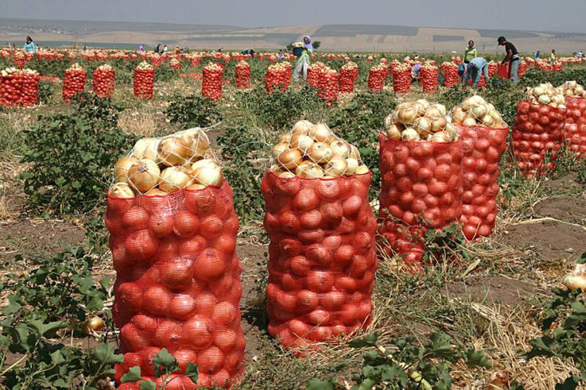 Devletin, Türkiye'nin İlk Soğan Deposunu Polatlı'da