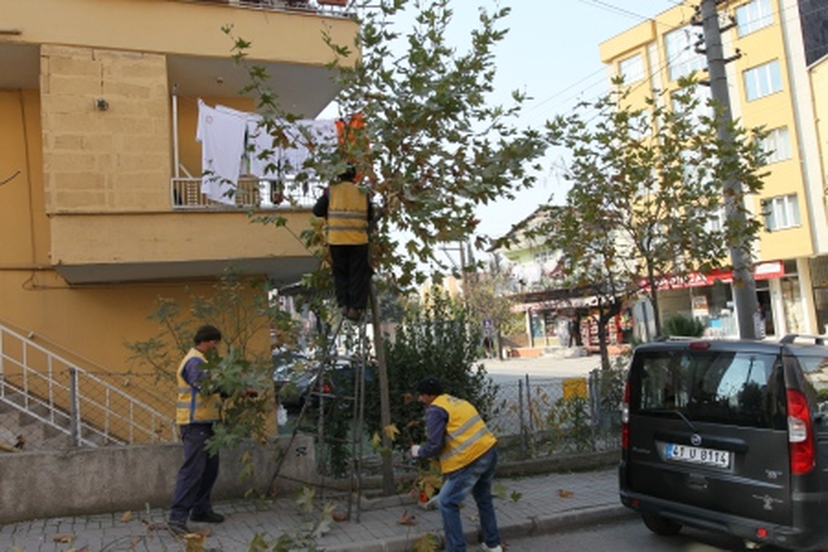 Gebze'de Ağaçlar Kışa Hazırlanıyor