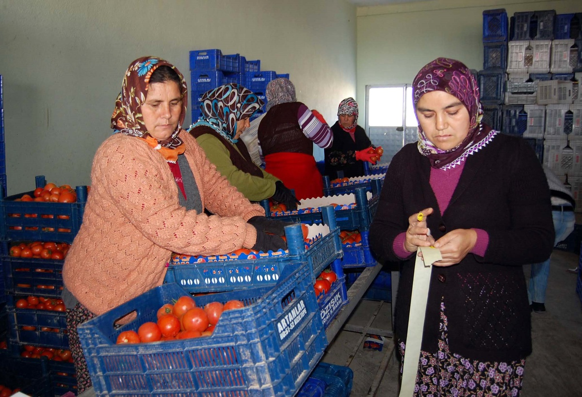 İhracat Başladı, Domates Fiyatları Yükseldi