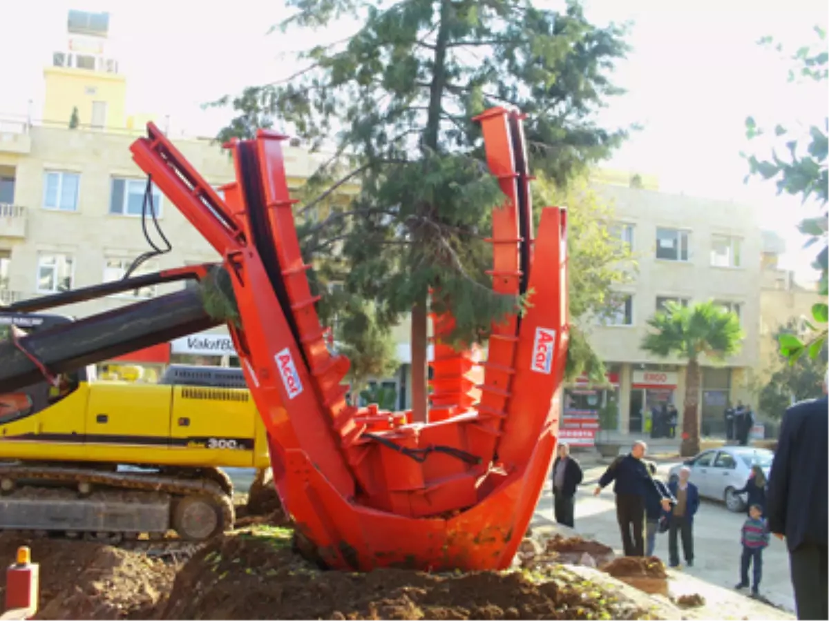 Sökülen Ağaçlar Yeni Park Alanına Ekildi