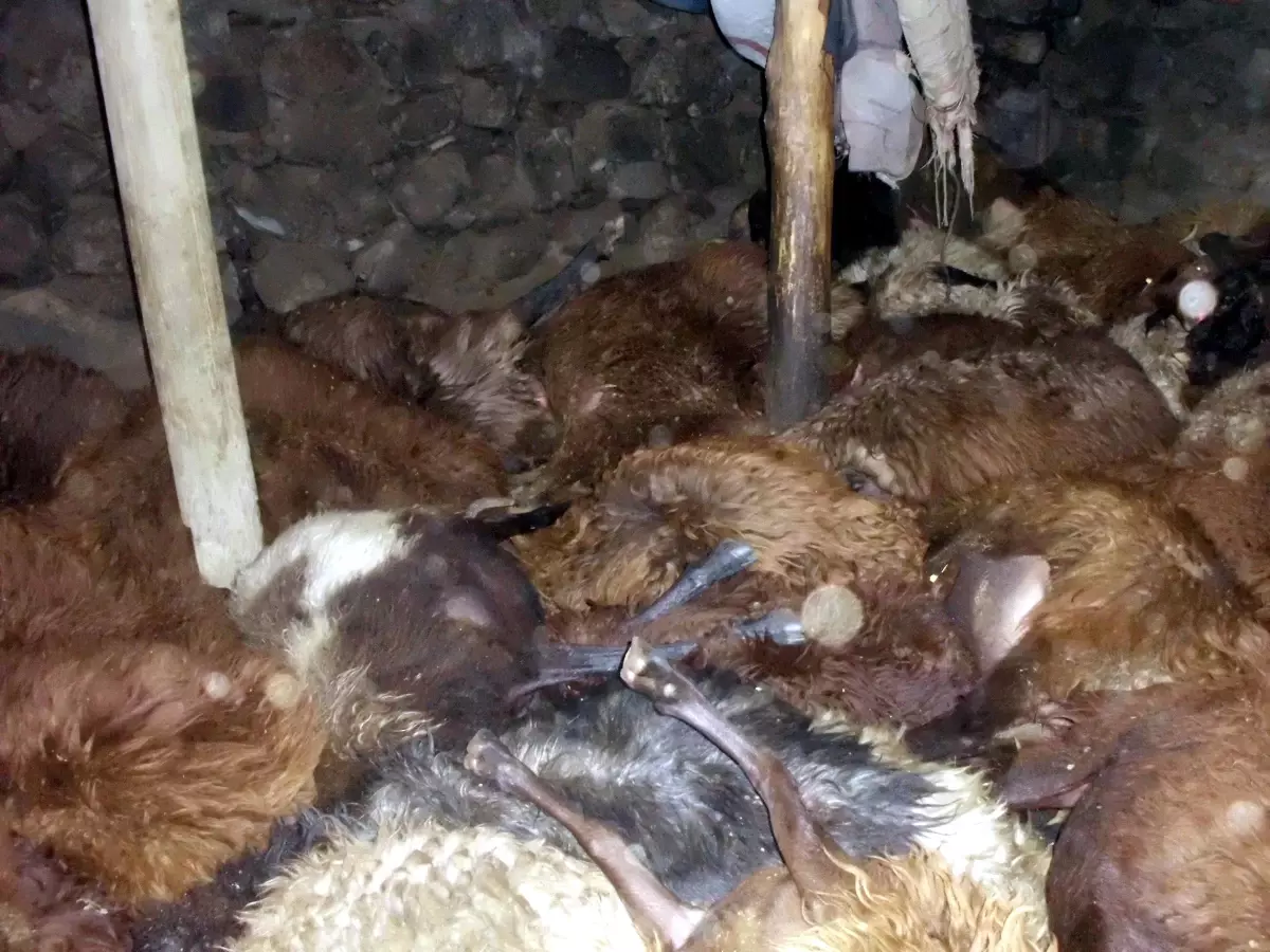 Sobadan Çıkan Yangında 103 Koyun Telef Oldu