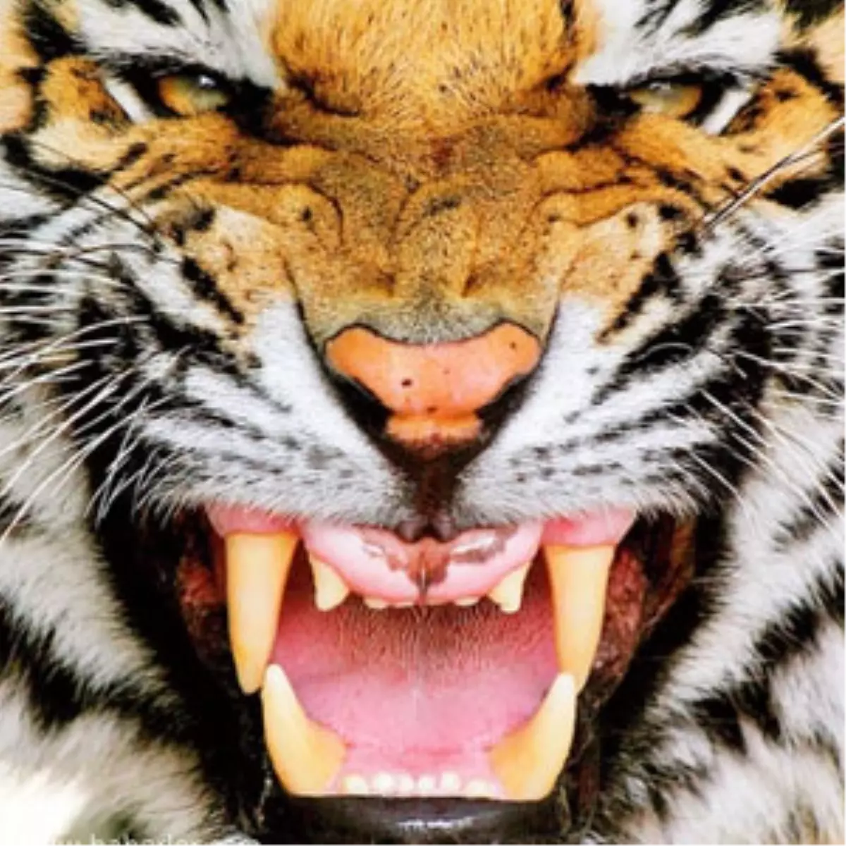 Anne Ayı İle Kaplanın Yaşam Savaşı