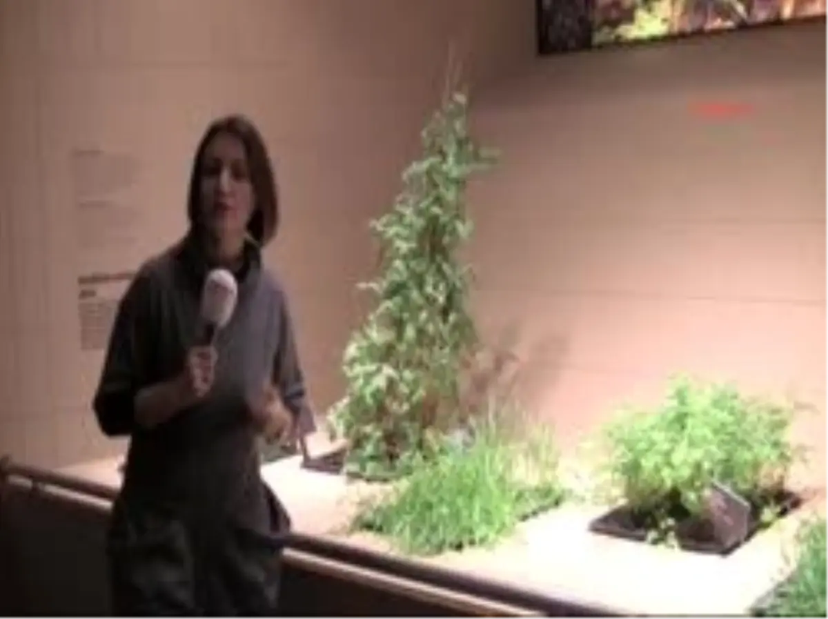 Ek İnsanlık Tarihinin Anahtarı; Buzadam Ötzi