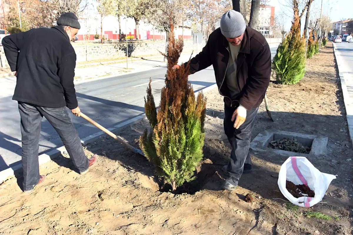 Başkan Selmanoğlu Ağaçlandırma Çalışmaları Sürüyor
