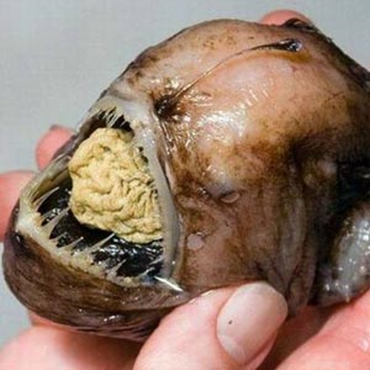 Dünyanın En Korkunç Balıkları