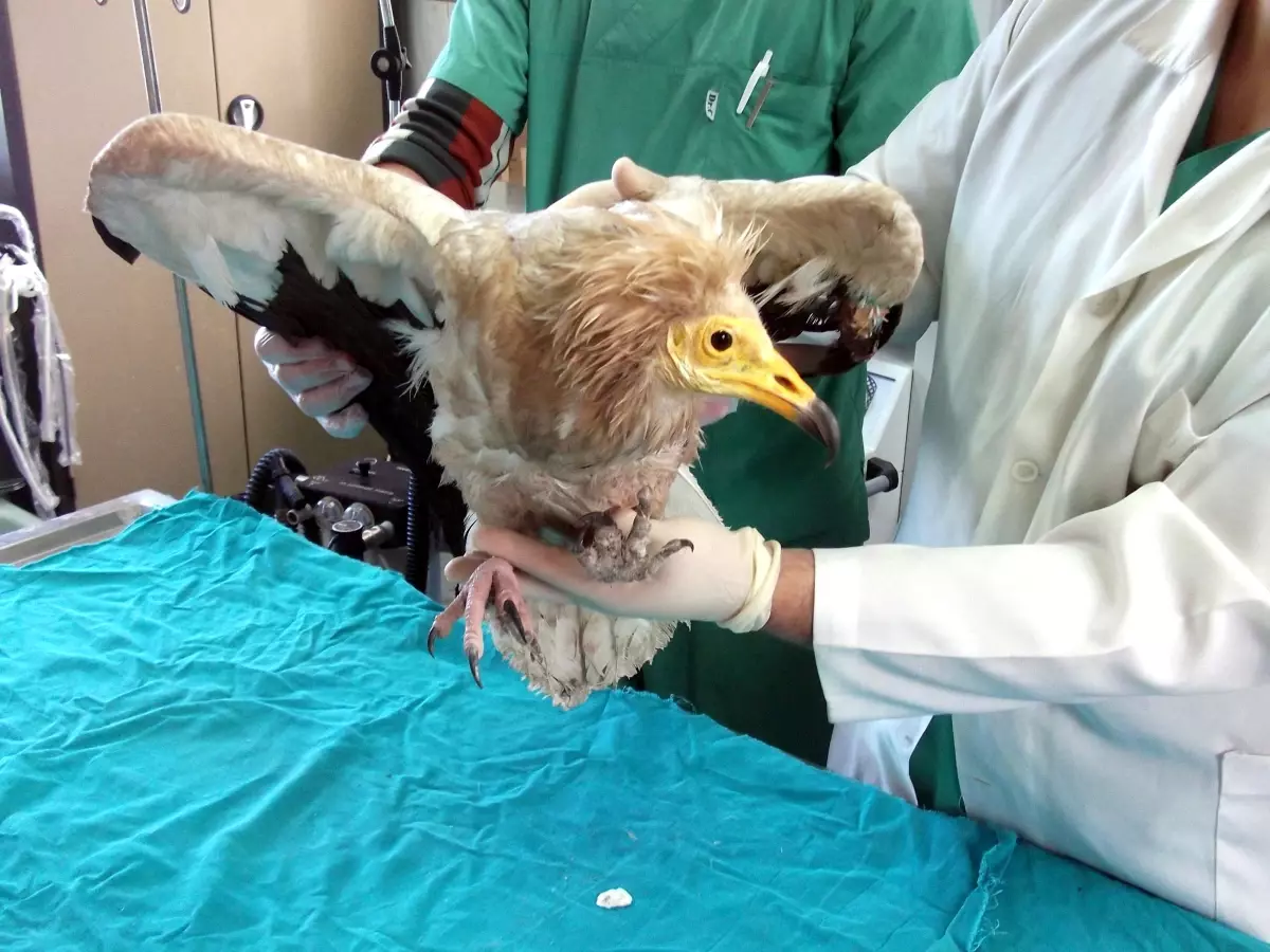 Kırıkkale\'de Yaralı Halde Bulunan Mısır Akbabası Artık Uçamayacak