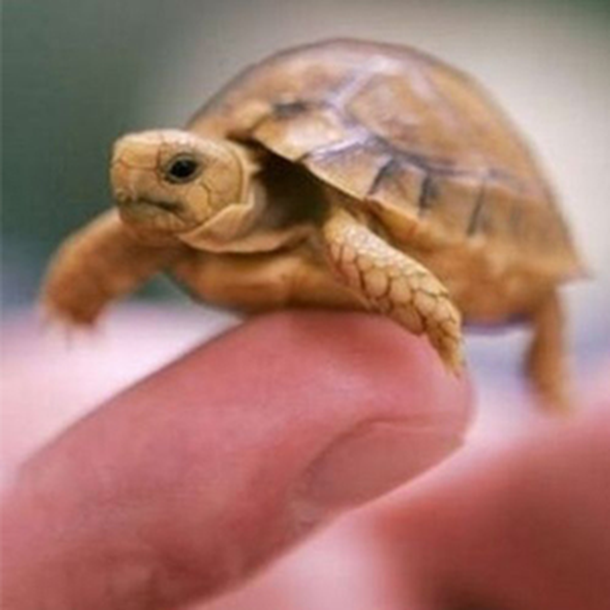 Dünyanın En Sevimli Hayvanları