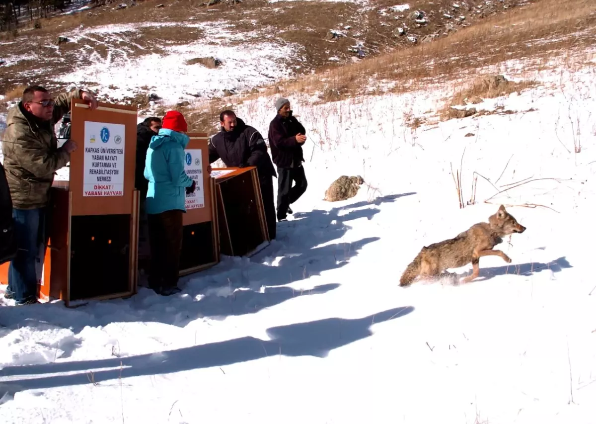 Rehabilite Edilip Doğaya Bırakılan Üç Kurt İzleniyor