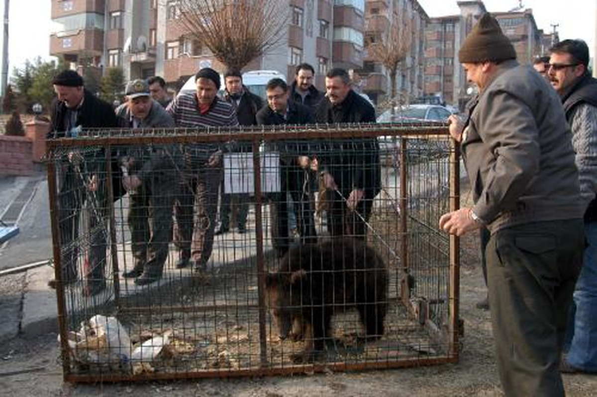 Yavru Ayı Hayvanat Bahçesine Gönderildi