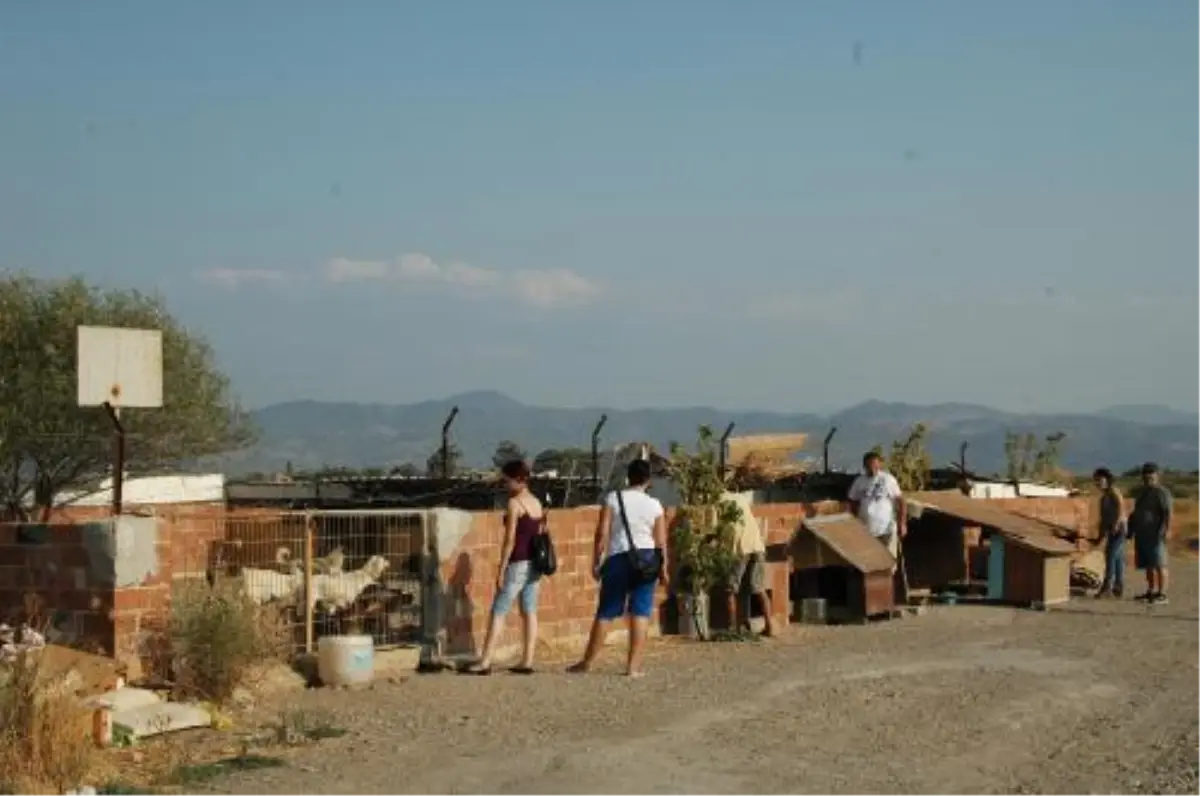 Sokağa Terk Edilen Hayvanlara Kucak Açıyorlar