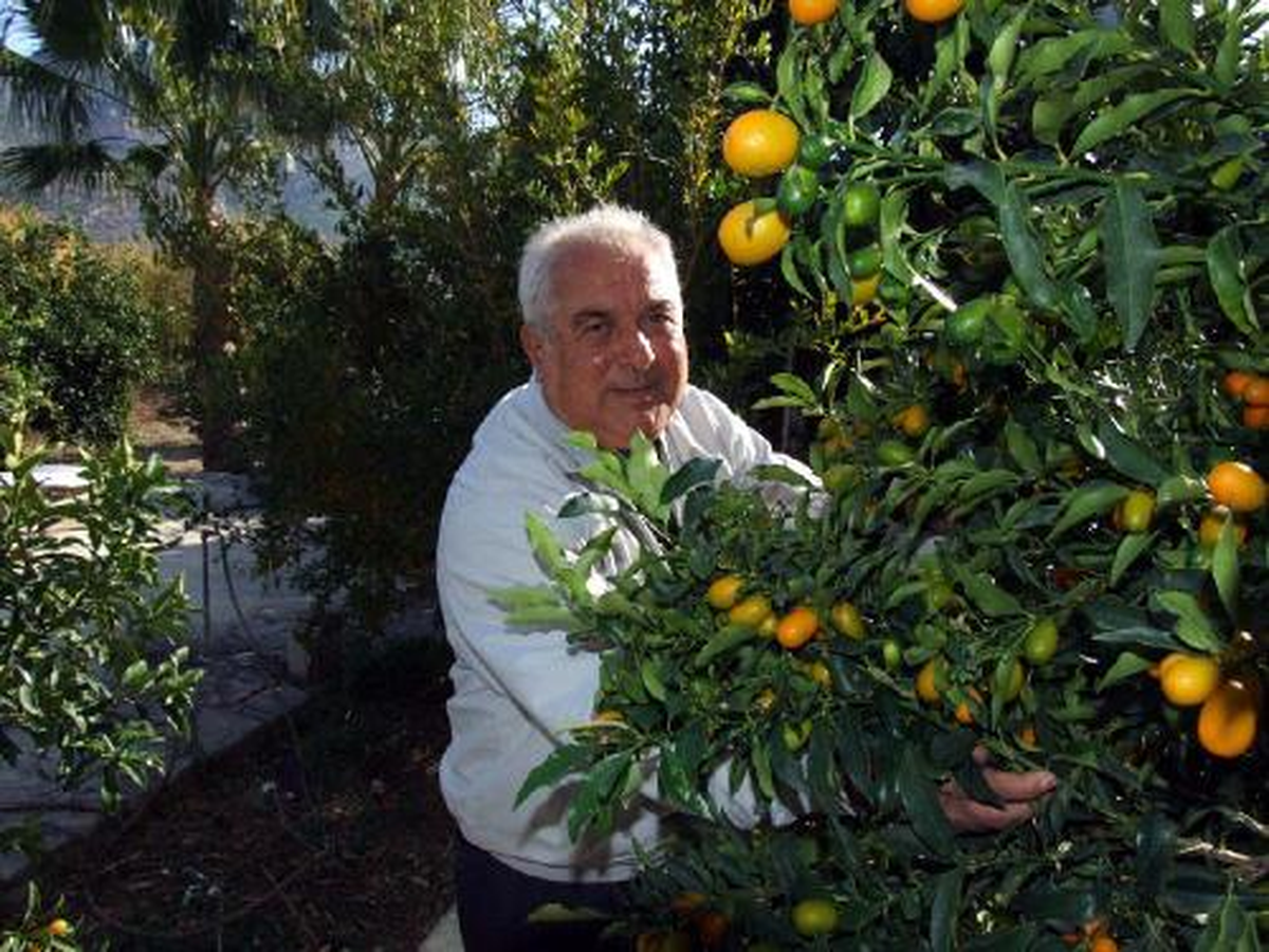 Turunçgillerin Mücevheri 'kamkat', Üreticisini Sevindiriyor