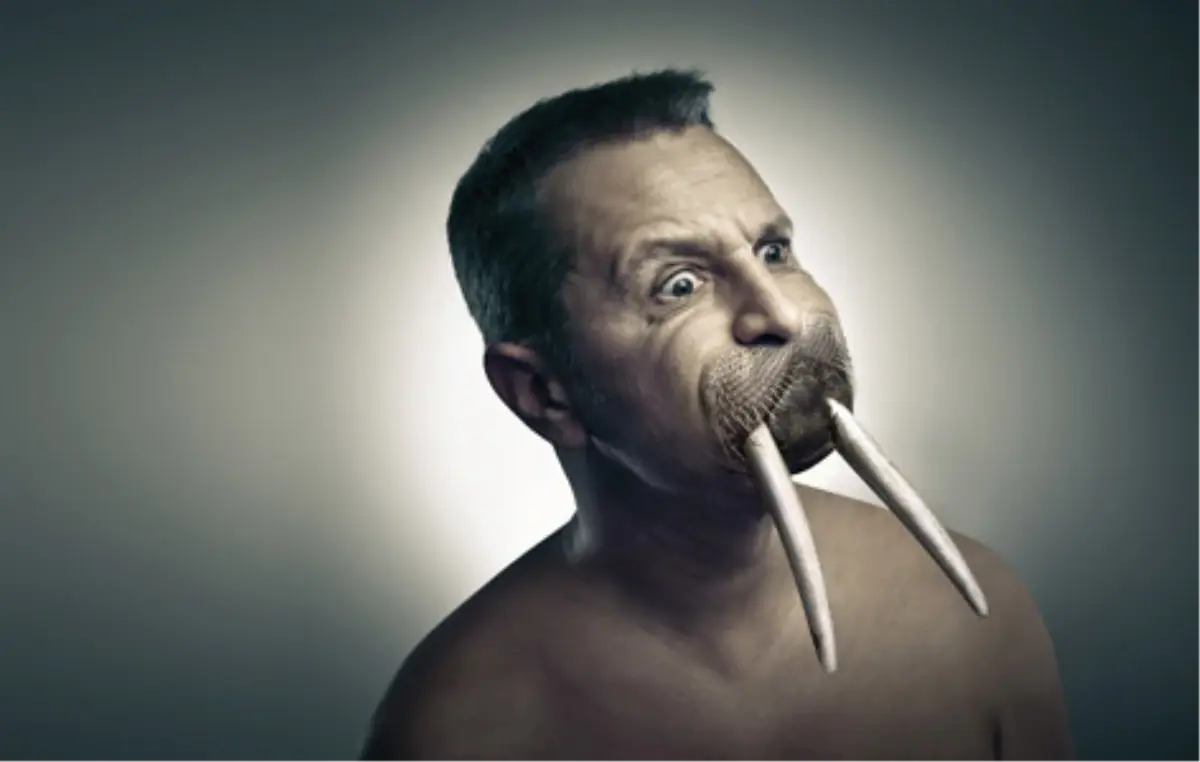 "5199 – Hayvanlar Sergisi"