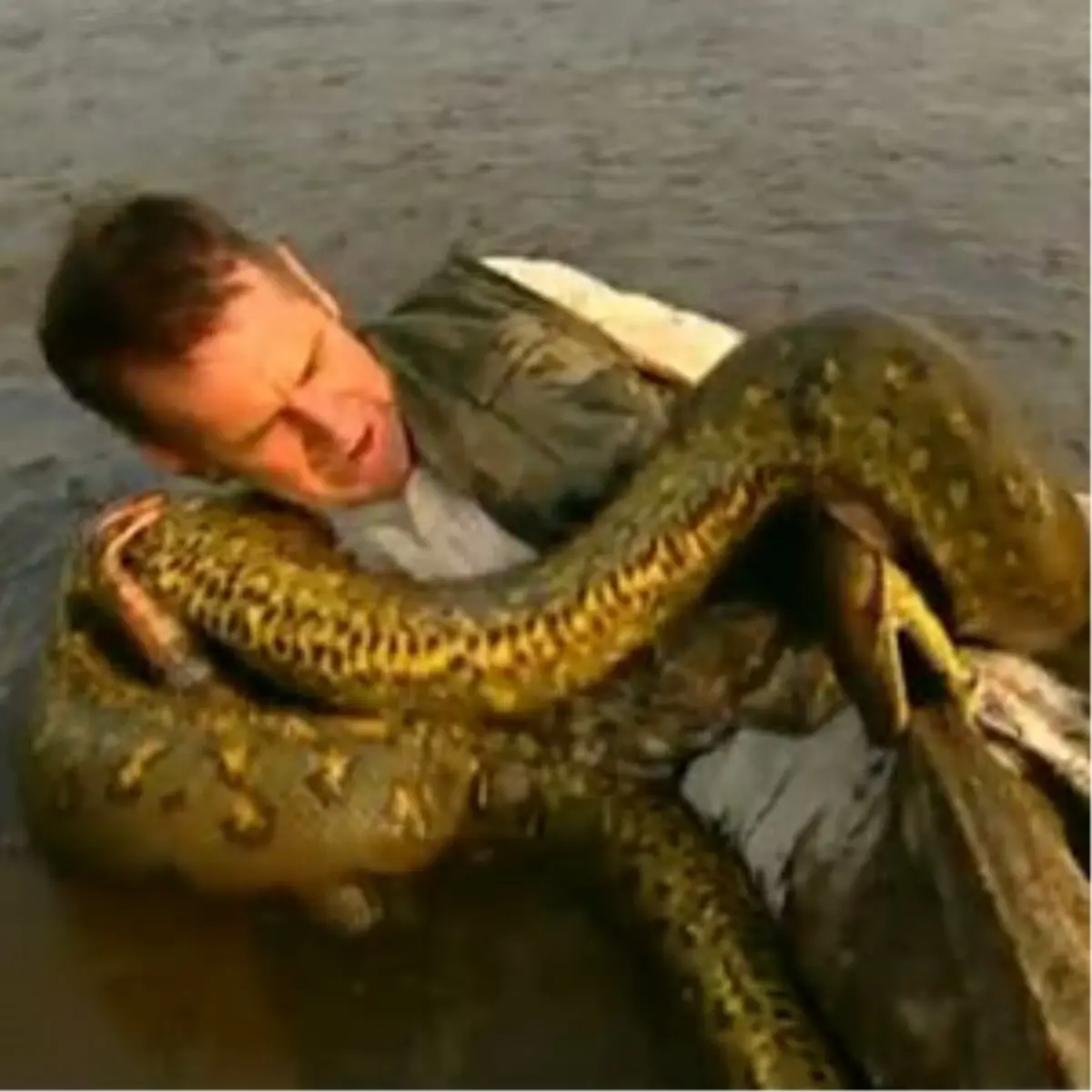 Anakonda İle Oynanır Mı?