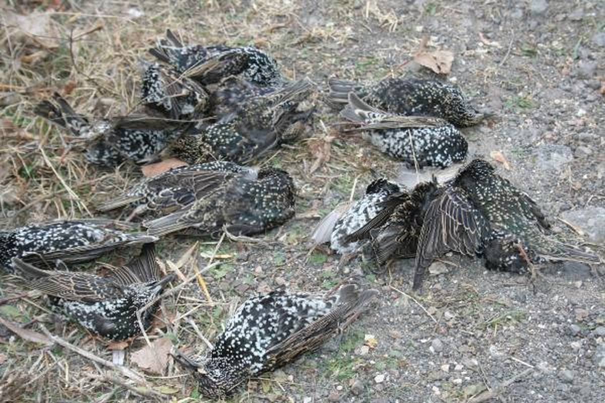 Keşan'da Sığırcık Ölümleri Tedirgin Etti