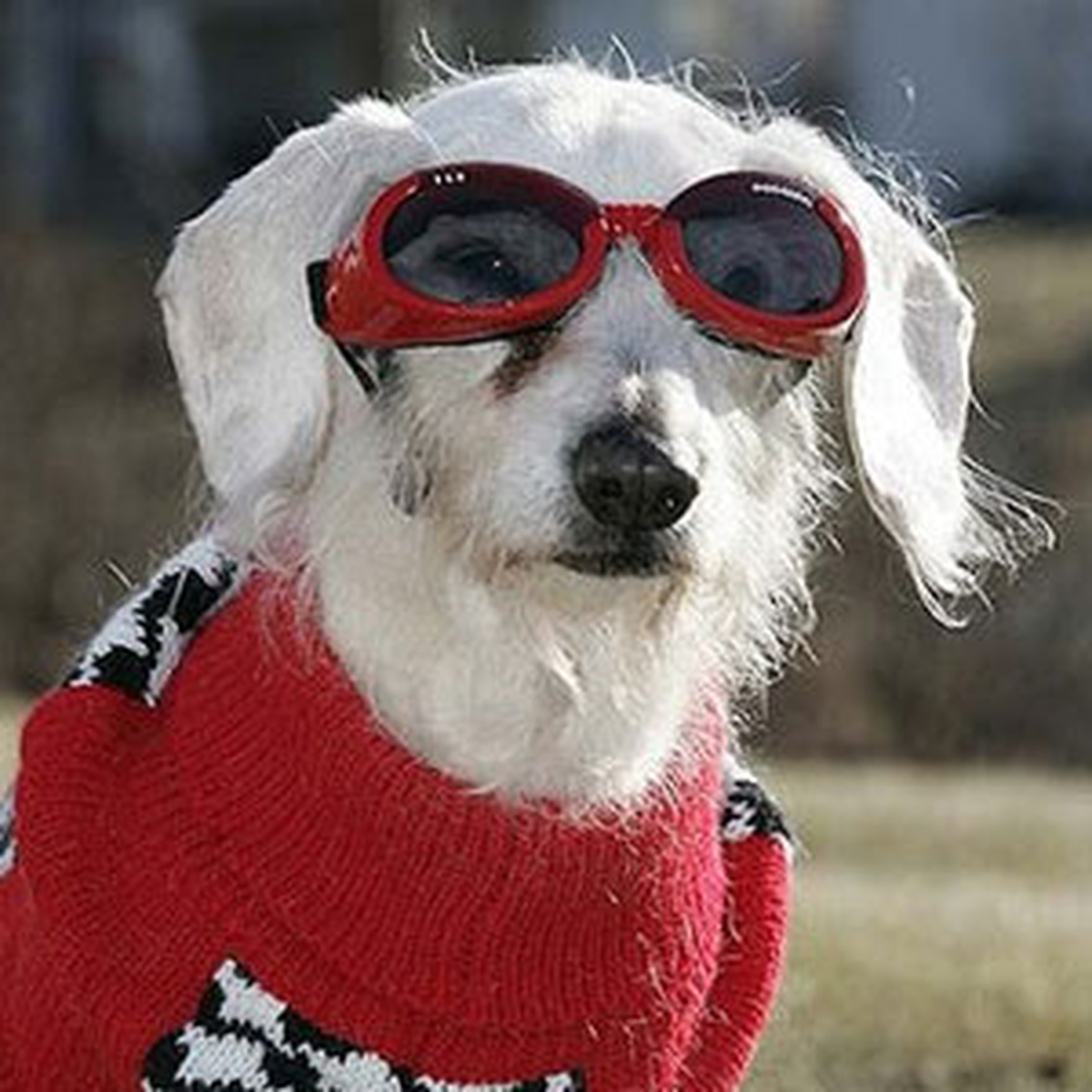 Dünyanın En Yaşlı Köpeği Öldü