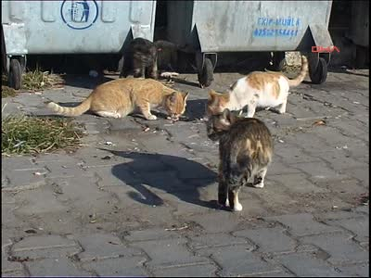 Sahipsiz Kedi Cenneti Ölüdeniz