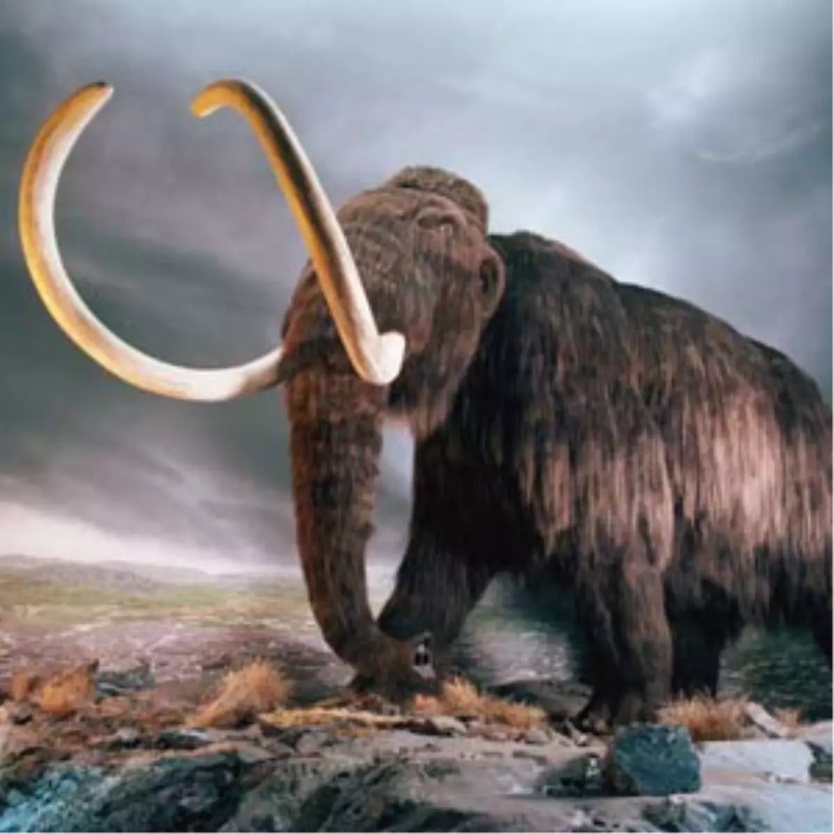 Japon ve Rus Bilimadamları Mamut Klonlayacak