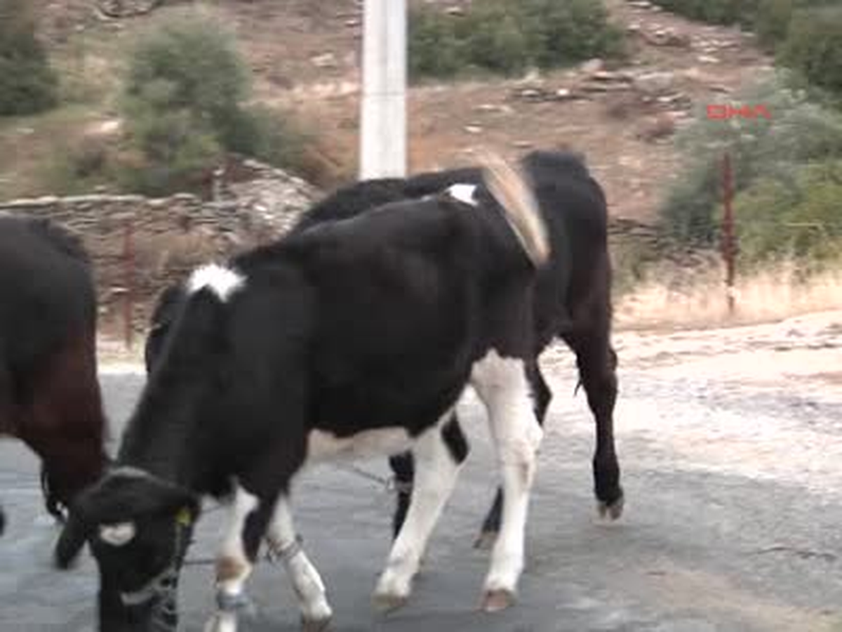 Çineli Köylülerin Kurt Korkusu